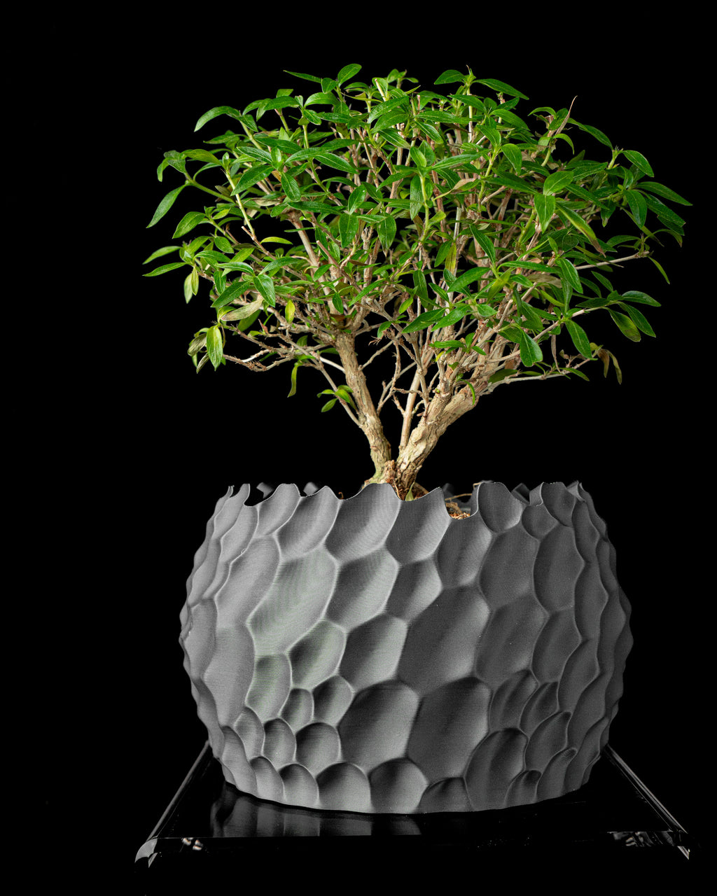 PÉTALA — Sculptural Planter