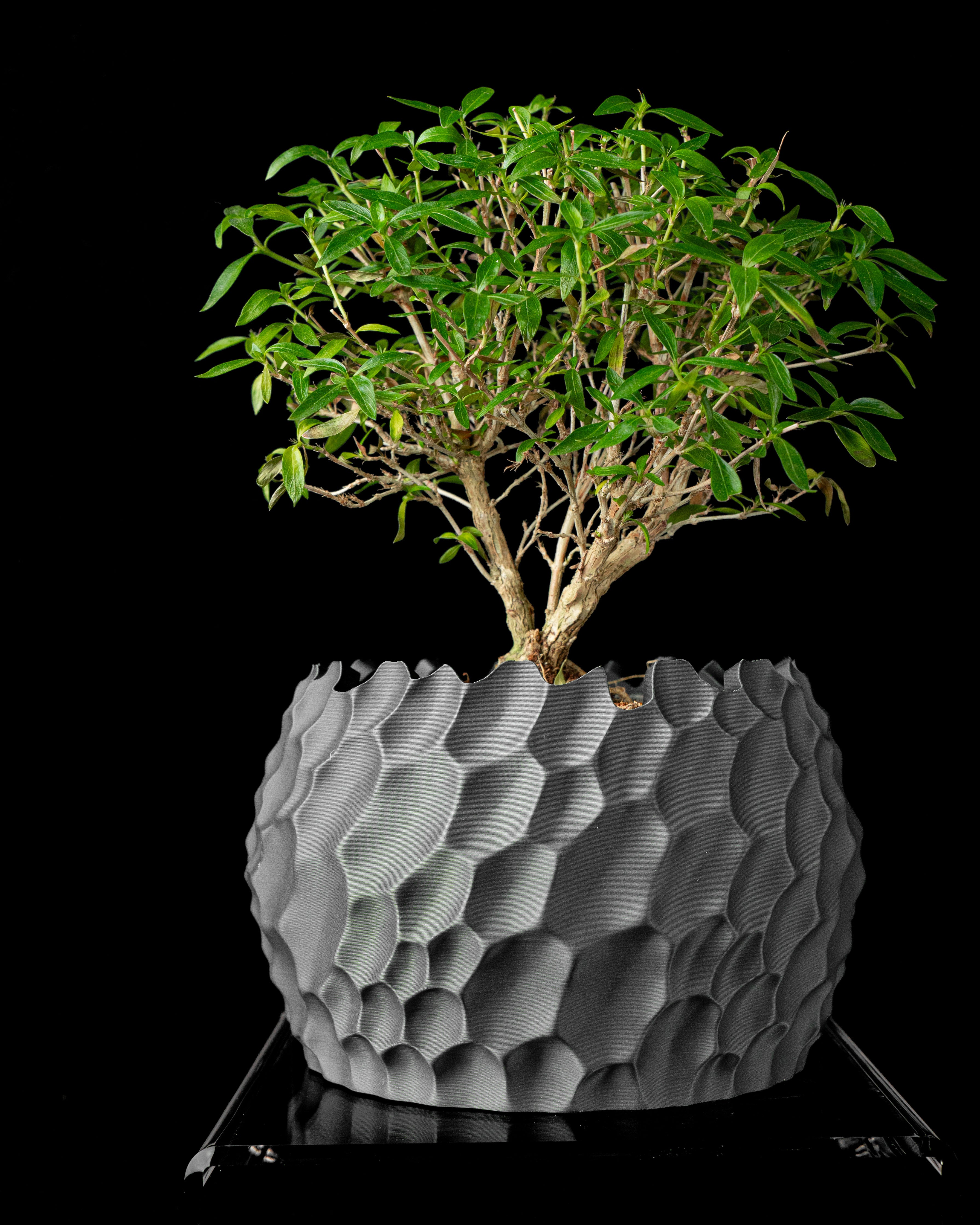 PÉTALA — Sculptural Planter